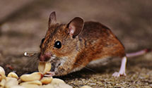 24 Hour & Emergency Exterminators in Springfield, SC